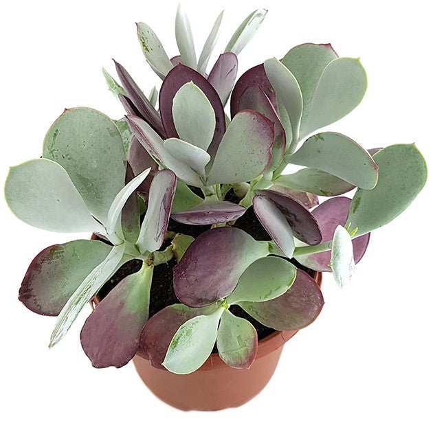 Cotyledon ‘Pink Leaves’ - Sukkulente