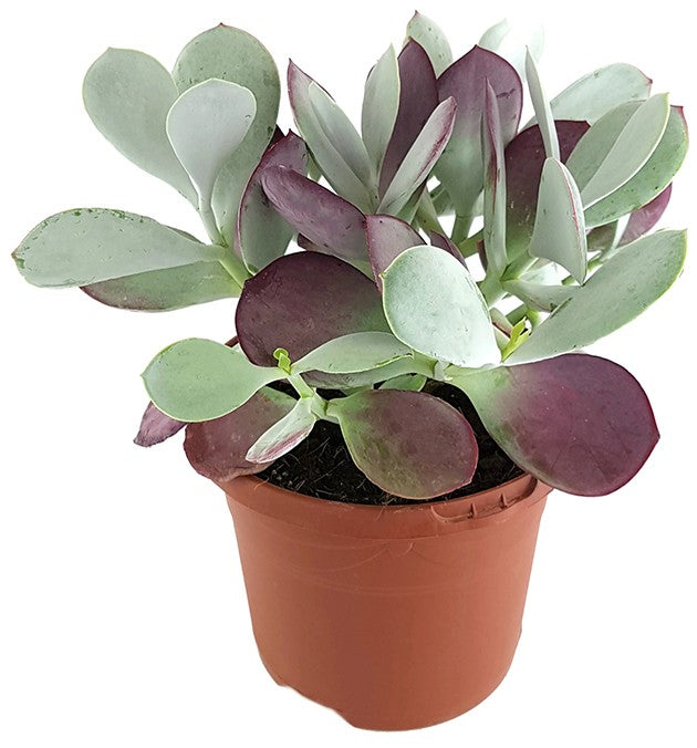 Cotyledon ‘Pink Leaves’ - Sukkulente