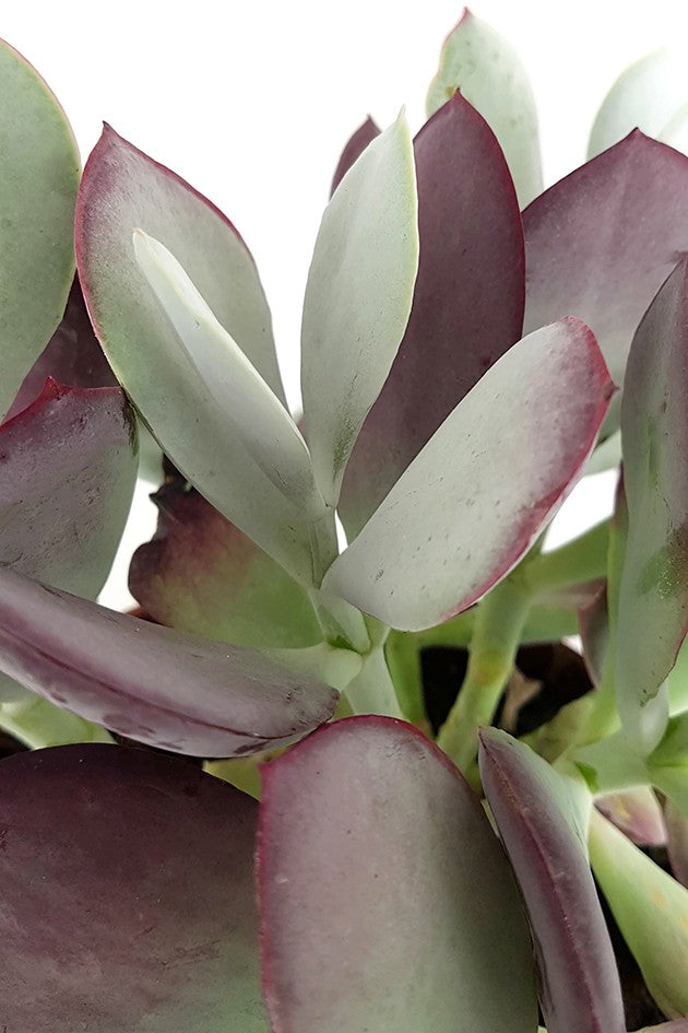 Cotyledon ‘Pink Leaves’ - Sukkulente