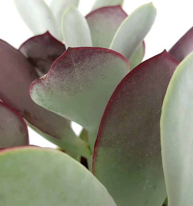 Cotyledon ‘Pink Leaves’ - Sukkulente