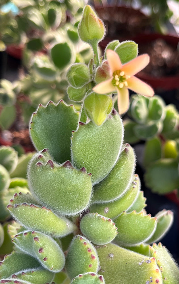Cotyledon ladismithiensis green - Sukkulente