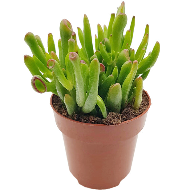 Crassula ovata &