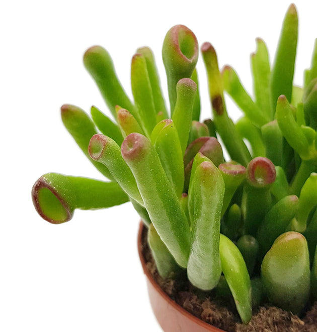 Crassula ovata &