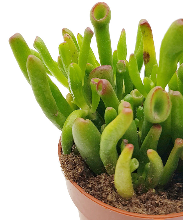 Crassula ovata &
