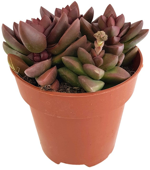 Crassula "Benjamin" red - Sukkulente