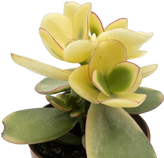 Crassula variegata - grün weißes Dickblatt