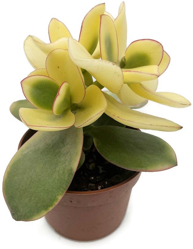 Crassula variegata - grün weißes Dickblatt