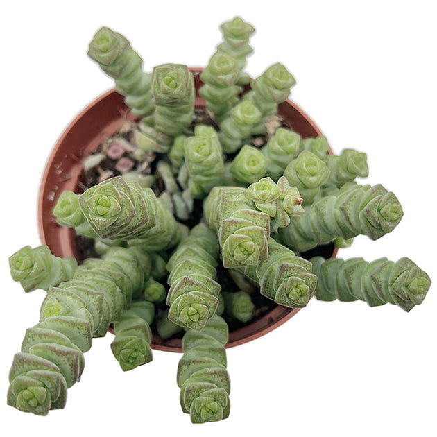 Crassula marnieriana &