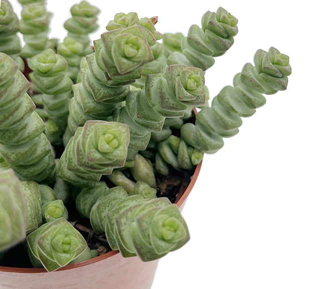 Crassula marnieriana &