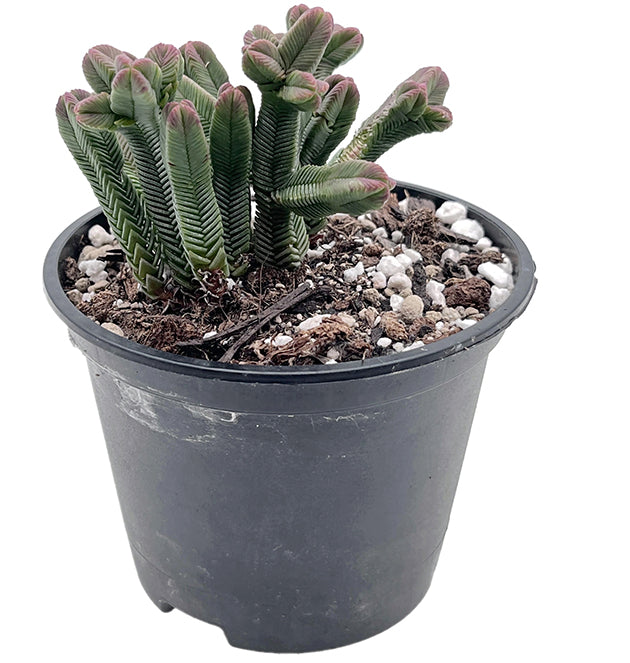 Crassula pyramidalis - dekoratives Dickblatt