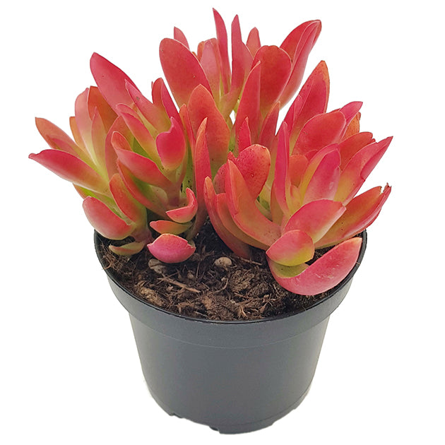 Crassula capitella "Campfire" - feuriges Dickblatt