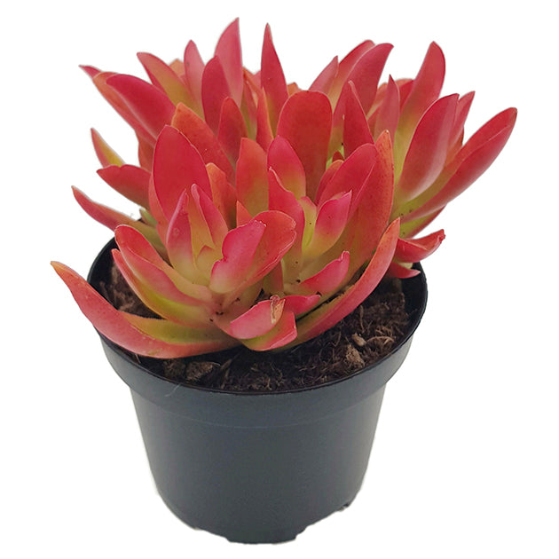 Crassula capitella "Campfire" - feuriges Dickblatt