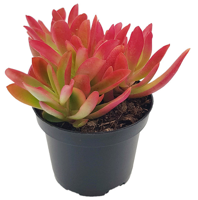 Crassula capitella "Campfire" - feuriges Dickblatt
