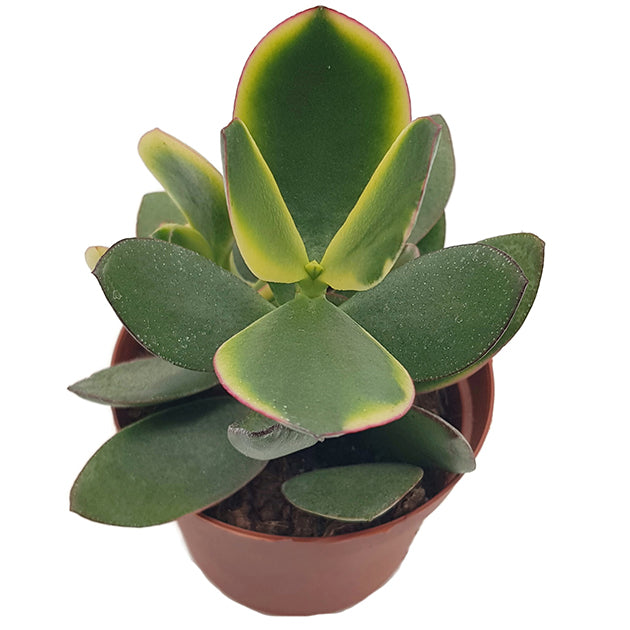 Crassula ovata "Jade" - grün weißes Dickblatt