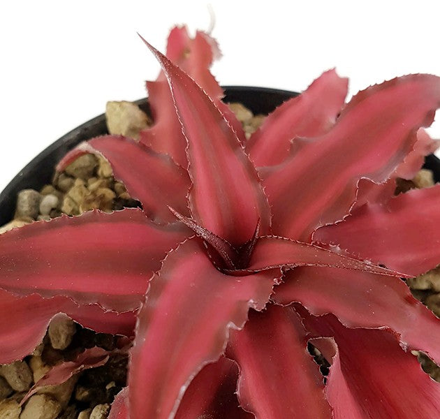 Cryptanthus bivittatus "Pink Star" - Versteckblüte