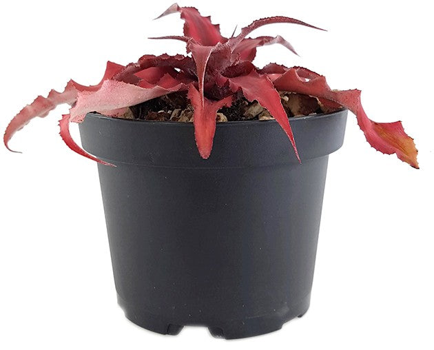 Cryptanthus bivittatus "Pink Star" - Versteckblüte