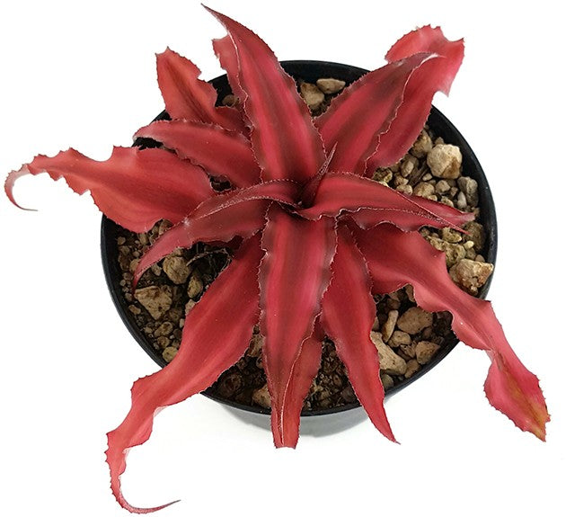 Cryptanthus bivittatus "Pink Star" - Versteckblüte