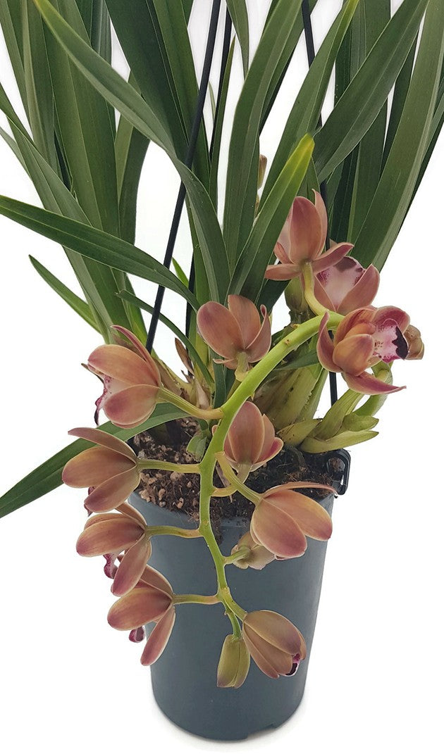 Cymbidium Cascade "Novia" - Kahnorchidee - SALE ohne Blüte