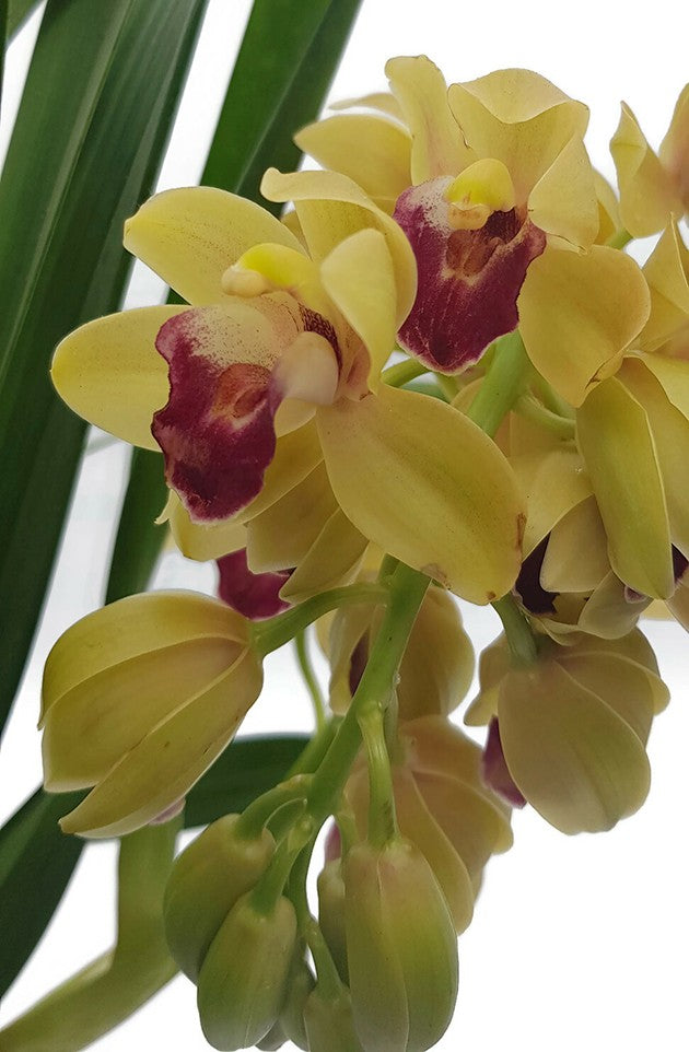 Cymbidium Cascade "Winn" - Kahnorchidee