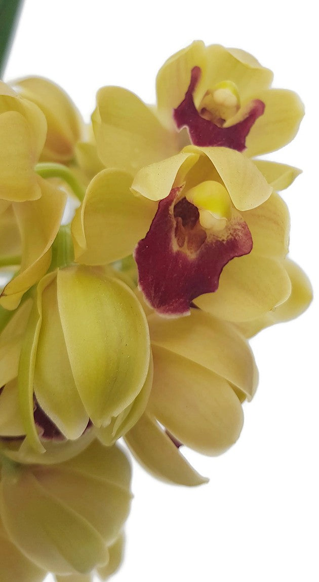 Cymbidium Cascade "Winn" - Kahnorchidee