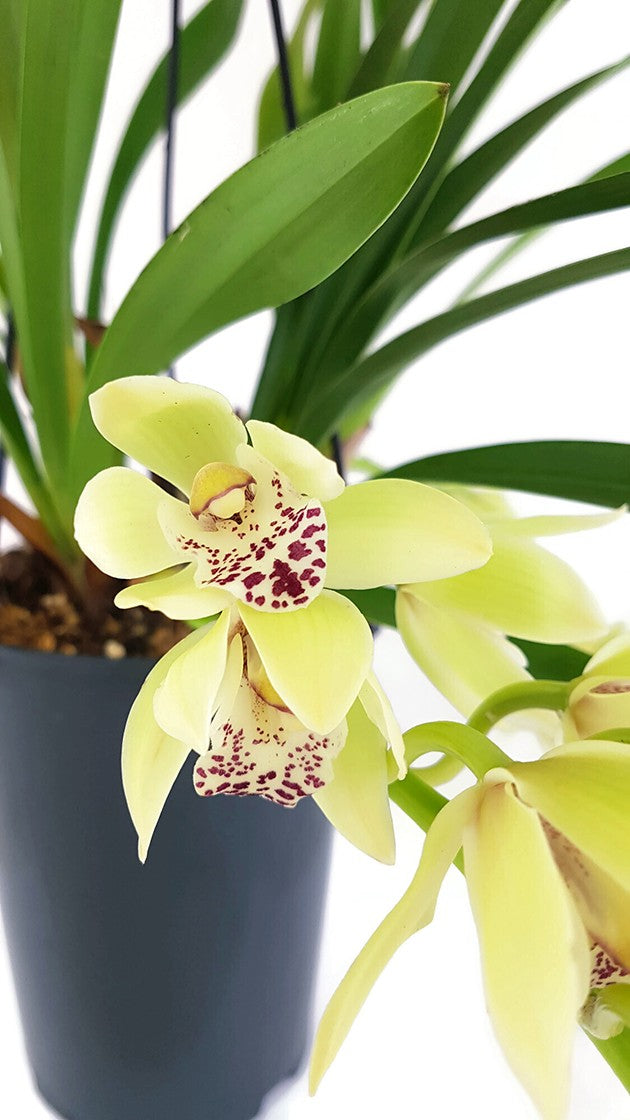 Cymbidium Cascade "Harwin" - Orchidee - SALE ohne Blüte