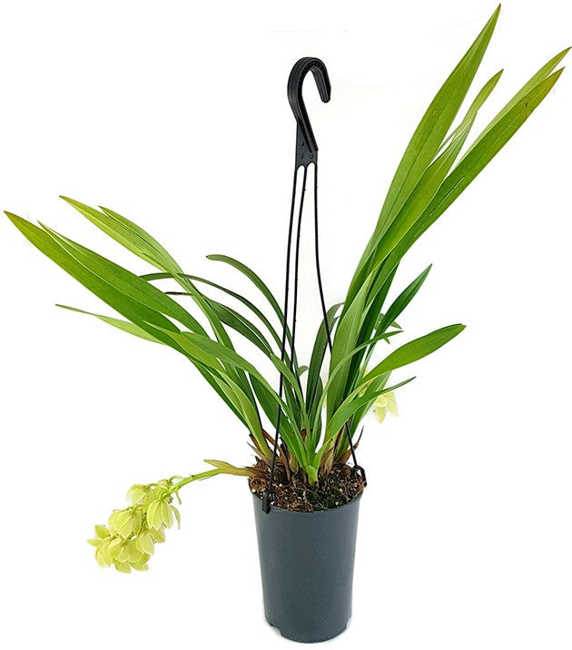 Cymbidium Cascade "Harwin" - Orchidee - SALE ohne Blüte