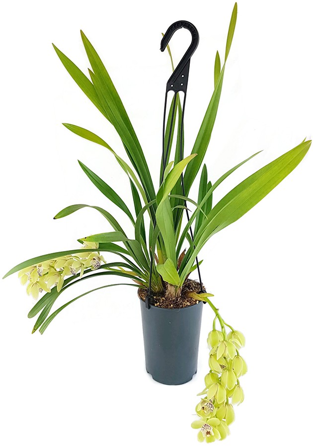 Cymbidium Cascade "Harwin" - Orchidee - SALE ohne Blüte