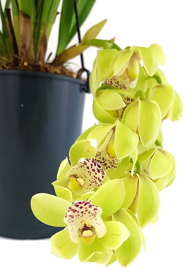 Cymbidium Cascade "Harwin" - Orchidee - SALE ohne Blüte