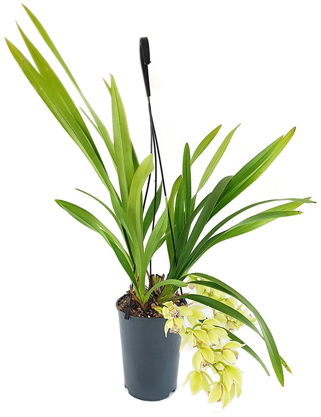 Cymbidium Cascade "Harwin" - Orchidee