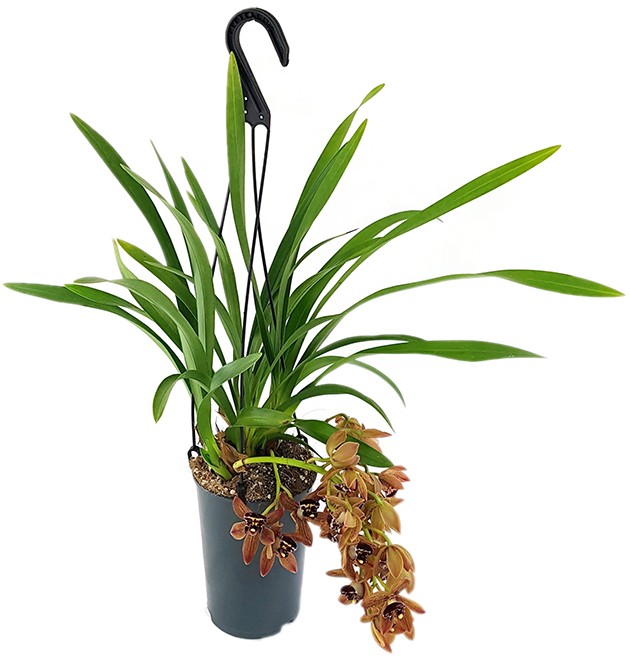 Cymbidium Cascade "Indian Summer" - Orchidee