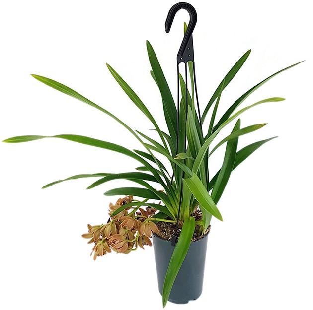 Cymbidium Cascade "Indian Summer" - Orchidee