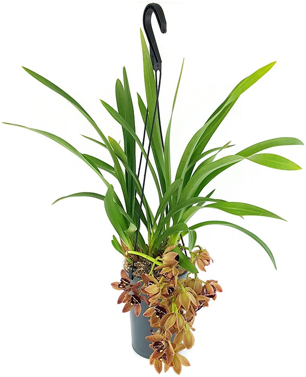 Cymbidium Cascade "Indian Summer" - Orchidee