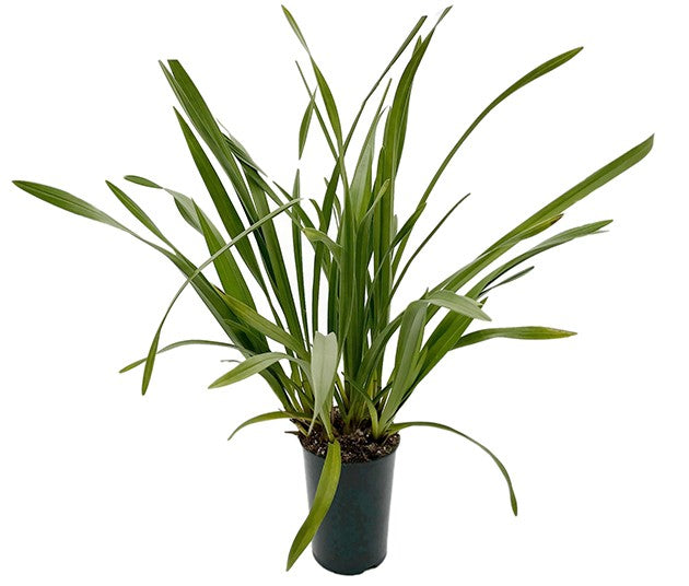 Cymbidium Cascade "Pumilow" - Kahnorchidee