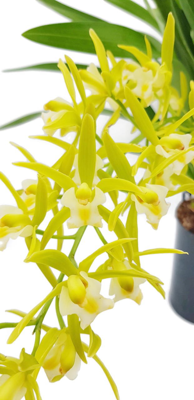 Cymbidium Cascade "Pumilow" - Kahnorchidee