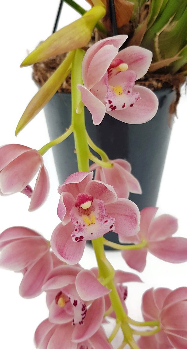 Cymbidium Cascade "Sakura" - Kahnorchidee