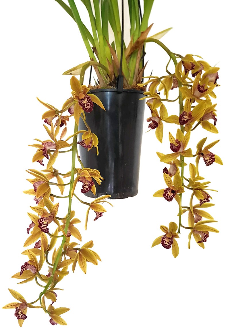 Cymbidium Cascade "Auburn" - Orchidee - SALE ohne Blüte
