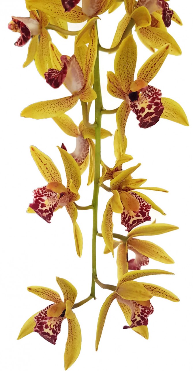 Cymbidium Cascade "Auburn" - Orchidee - SALE ohne Blüte