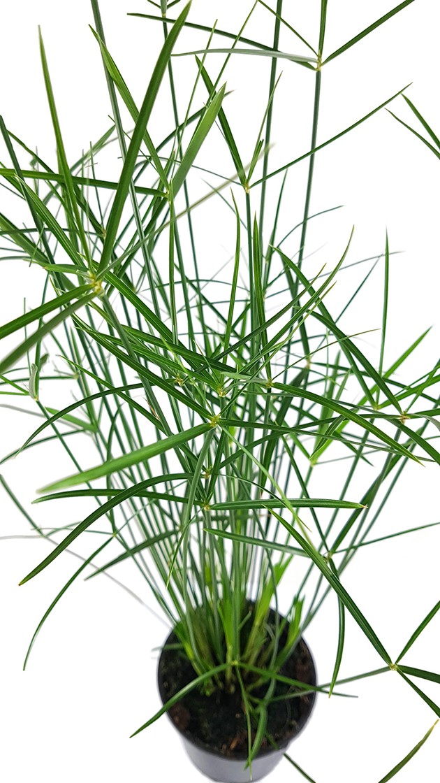 Cyperus "Jela" - graziles Zyperngras