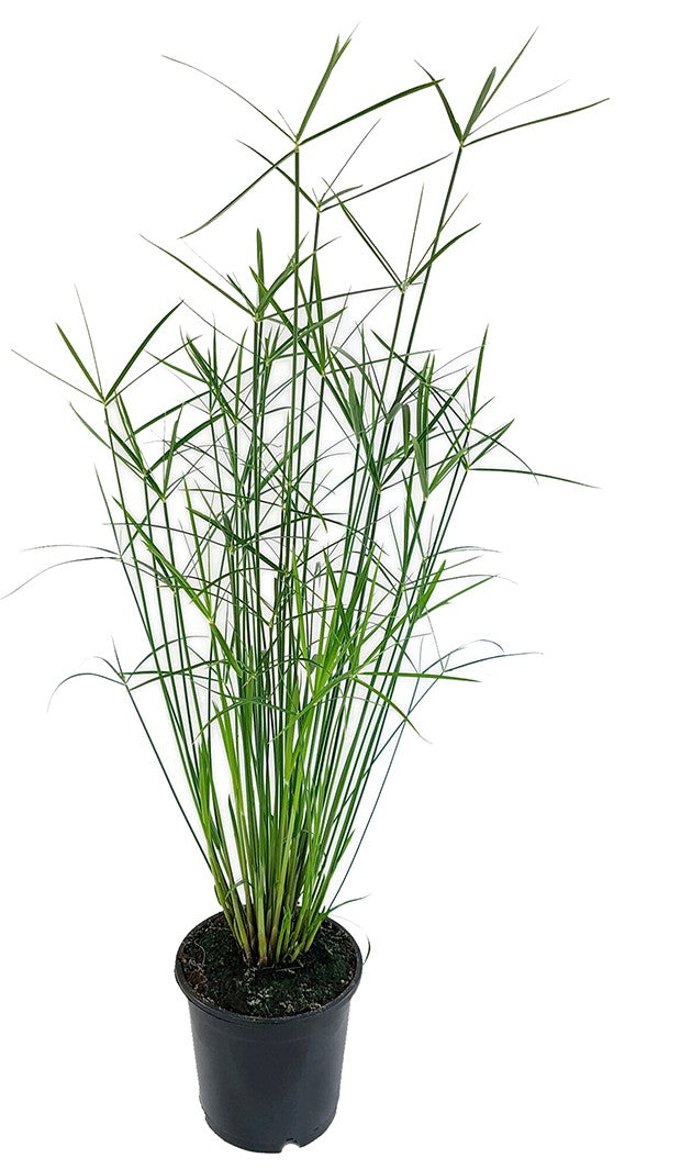 Cyperus "Jela" - graziles Zyperngras