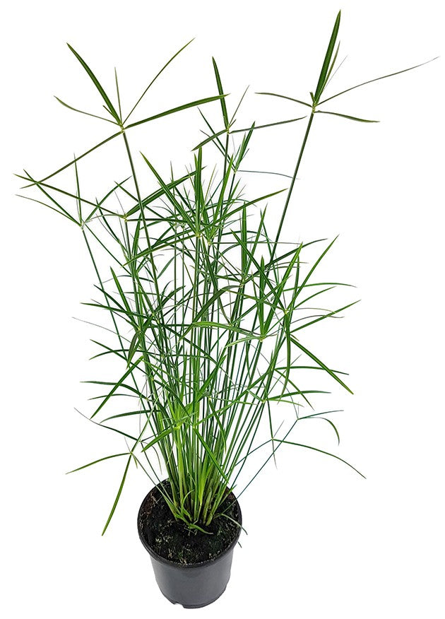 Cyperus "Jela" - graziles Zyperngras