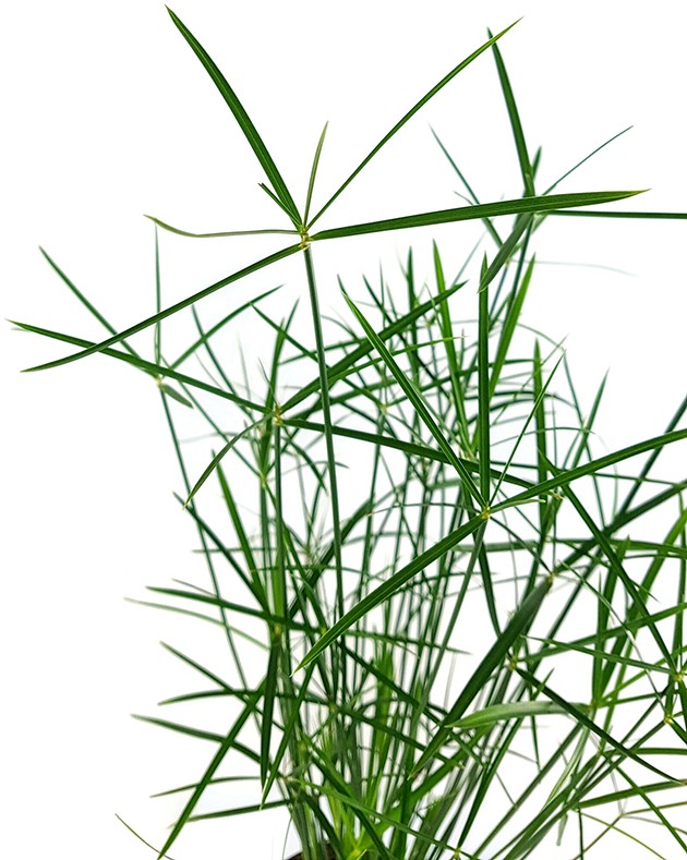 Cyperus "Jela" - graziles Zyperngras