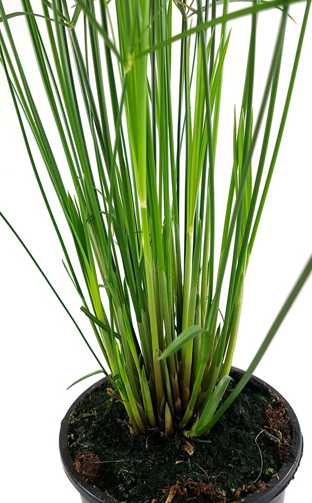 Cyperus "Jela" - graziles Zyperngras