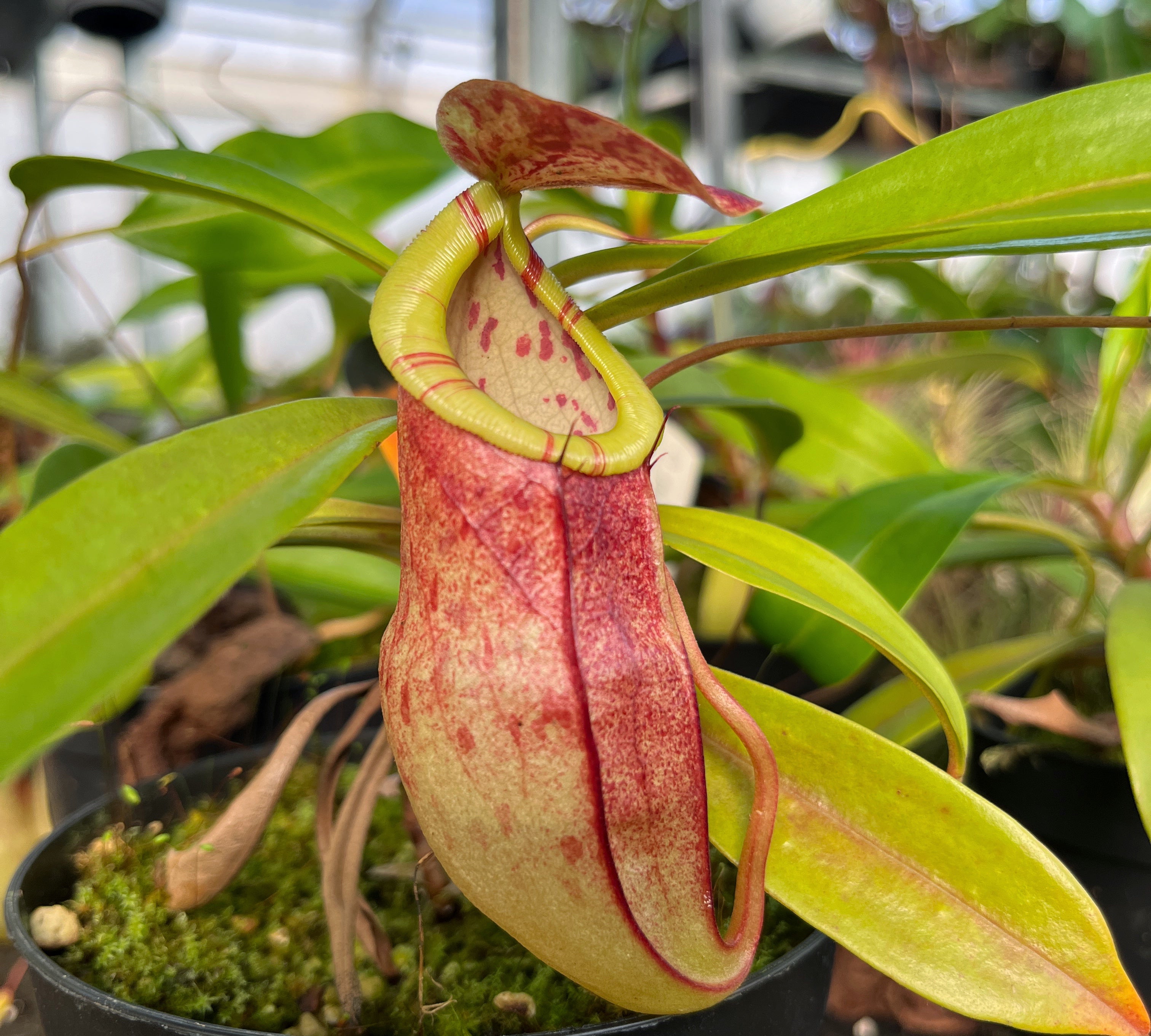 Nepenthes eustachya x tenuis BE-3971
