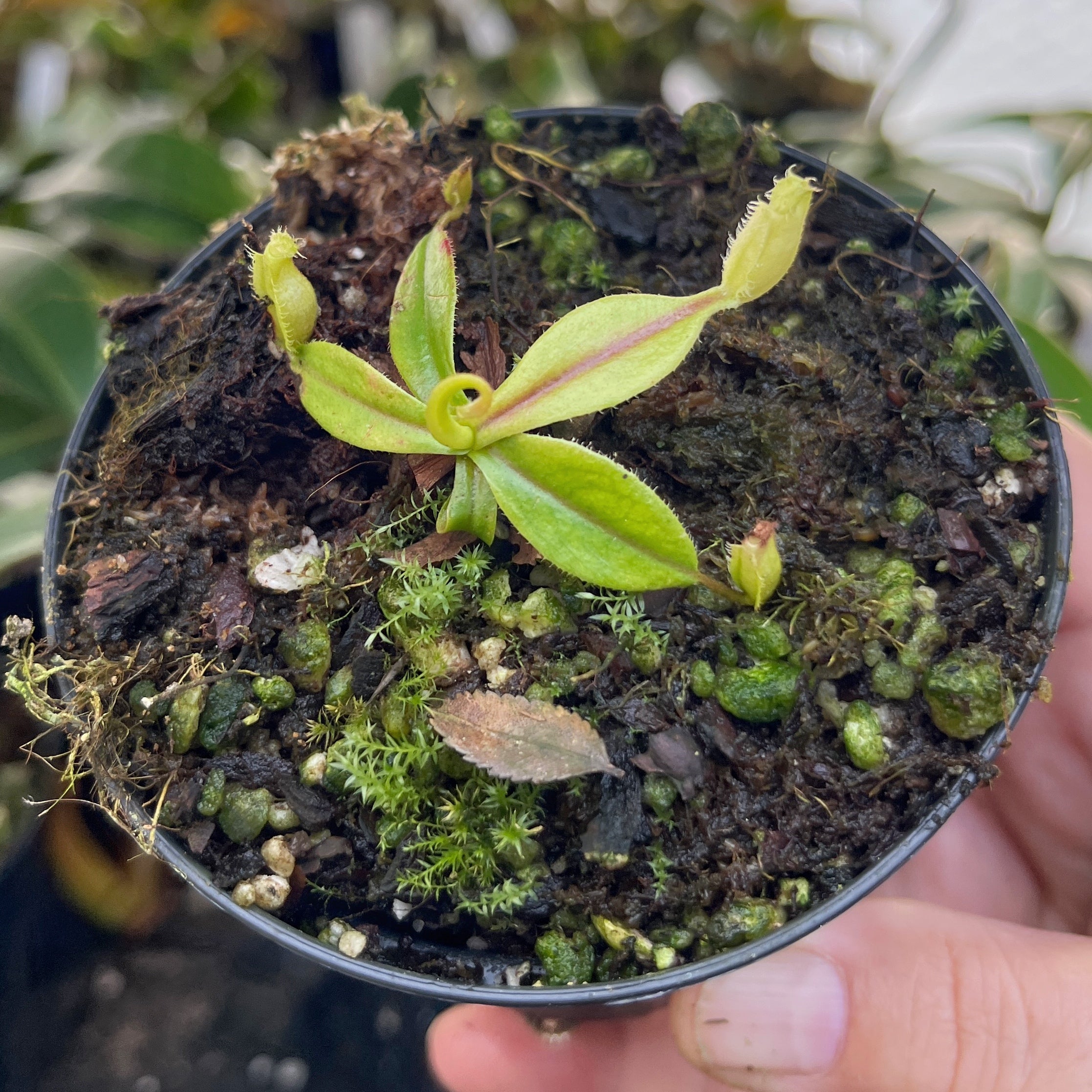 Nepenthes neoguineensis BE-4539