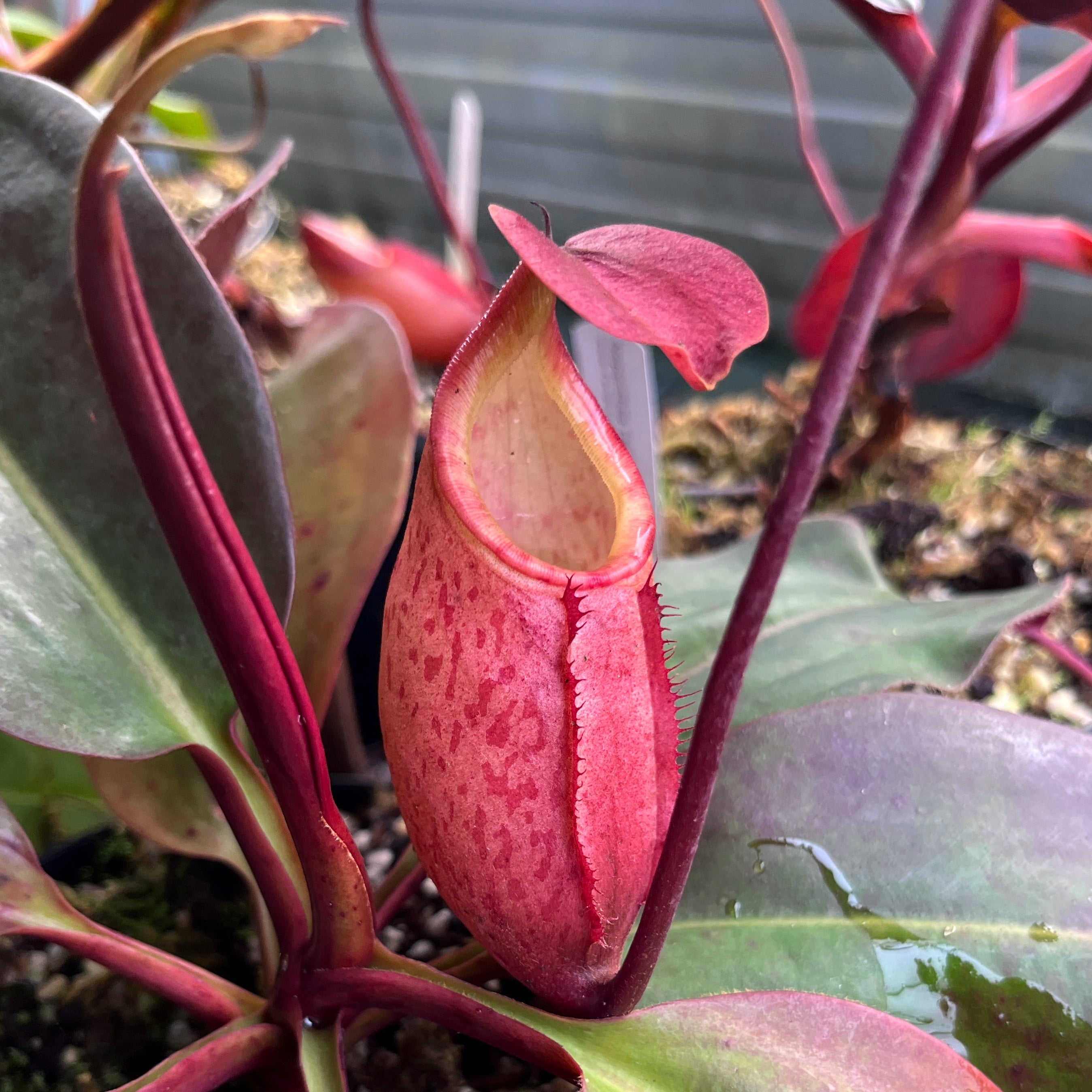 Nepenthes rajah x peltata BE-4510