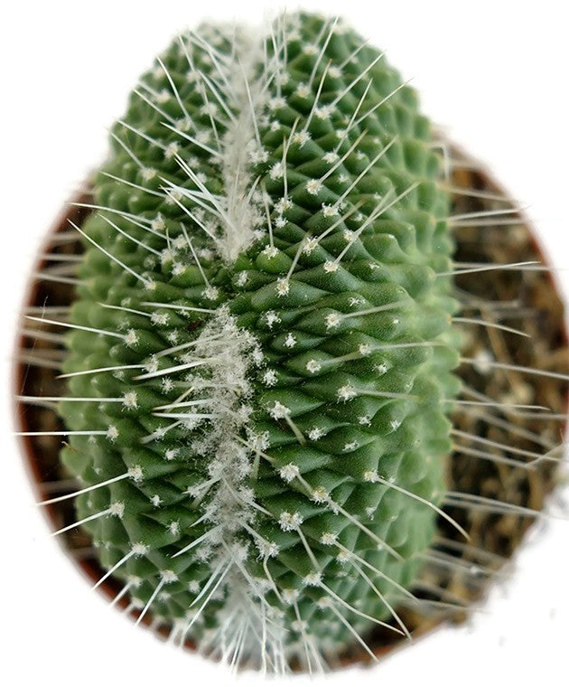 Mammillaria spinosissima "UN Pico" cristata - Sukkulente
