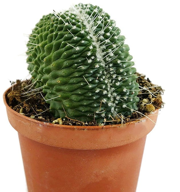 Mammillaria spinosissima "UN Pico" cristata - Sukkulente
