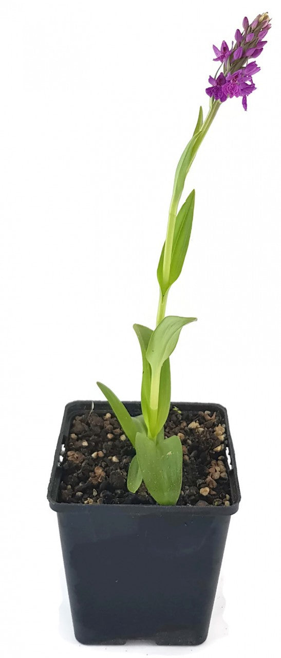 Dactylorhiza purpurella - Purpurblütiges Knabenkraut