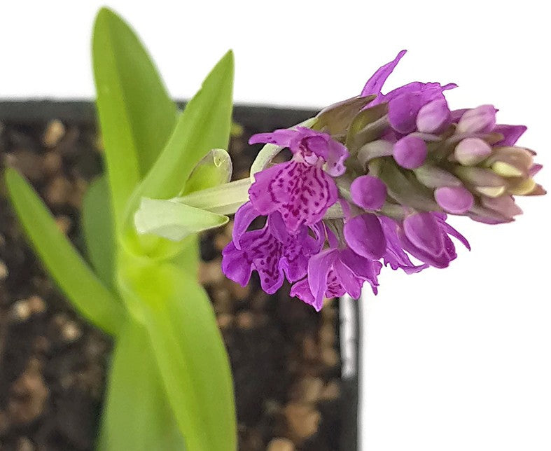 Dactylorhiza purpurella - Purpurblütiges Knabenkraut