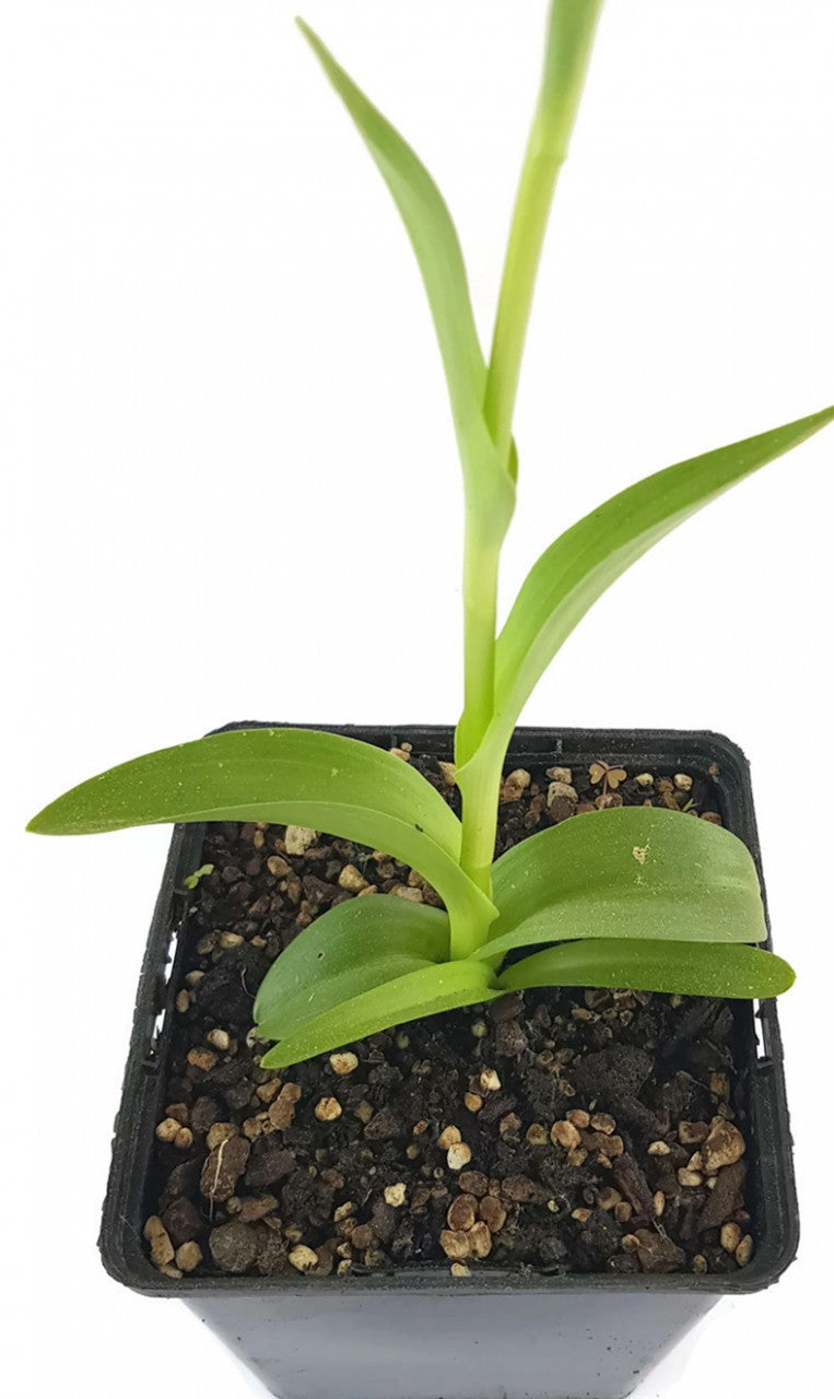 Dactylorhiza purpurella - Purpurblütiges Knabenkraut